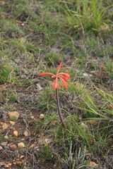 Cyrtanthus fergusoniae