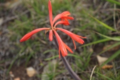 Cyrtanthus fergusoniae