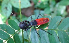 Macrocheraia grandis