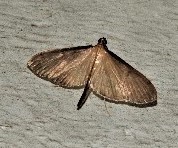 Bradina admixtalis
