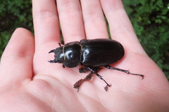 Lucanus tetraodon