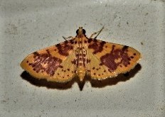 Conogethes haemactalis