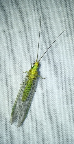 Italochrysa