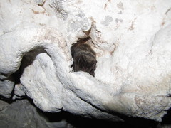 Barbastella barbastellus