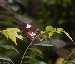 Euploea radamanthus