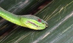 Trimeresurus