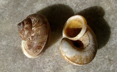 Cyclophorus fulguratus