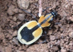 Graphipterus cordiger