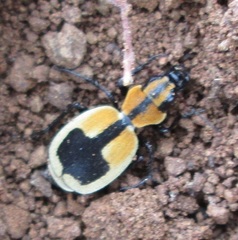 Graphipterus cordiger