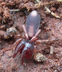 Diaphorocellus biplagiatus