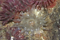 Image of Aulactinia stella
