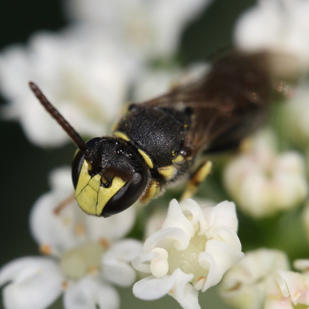 Hylaeus affinis