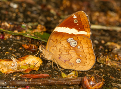 Xanthotaenia busiris