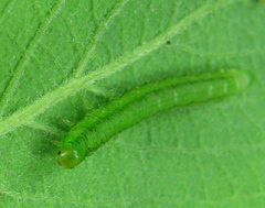 Euura viduata