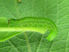 Euura viduata