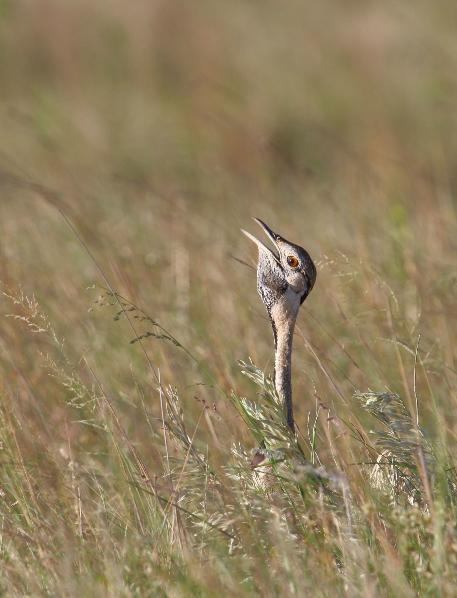 Black-bellied Bustard (Lissotis melanogaster)