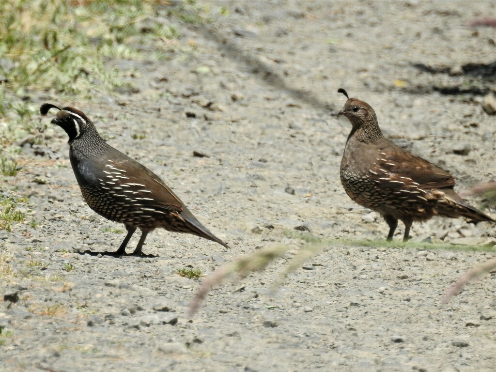 California Quail From California USA On June 19 2023 At 01 54 PM By   Large 