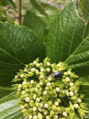 Ditomotarsus punctiventris