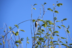 Ploceus sakalava