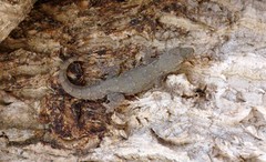 Hemidactylus platyurus