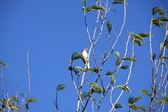 Ploceus sakalava