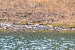 Melanitta stejnegeri