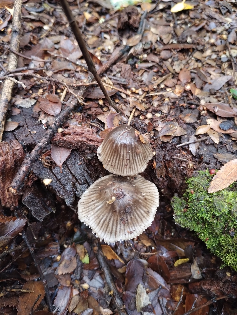 Mycena leptocephala · June 2023 · photo: © nicoolejnik (iNaturalist, cc-by)