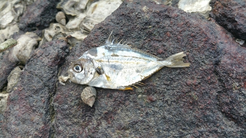 Nuchequula nuchalis