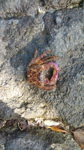 Metopograpsus frontalis