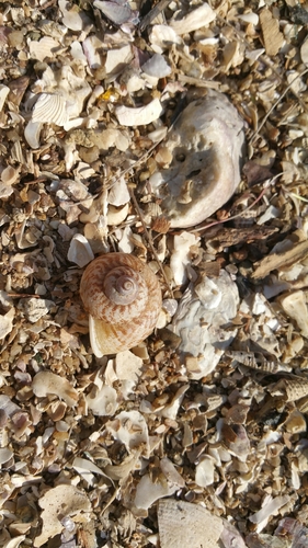Cyclophorus punctatus