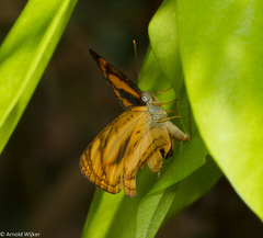 Pantoporia paraka