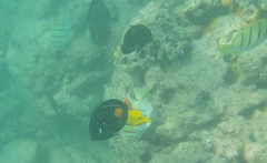 Acanthurus achilles