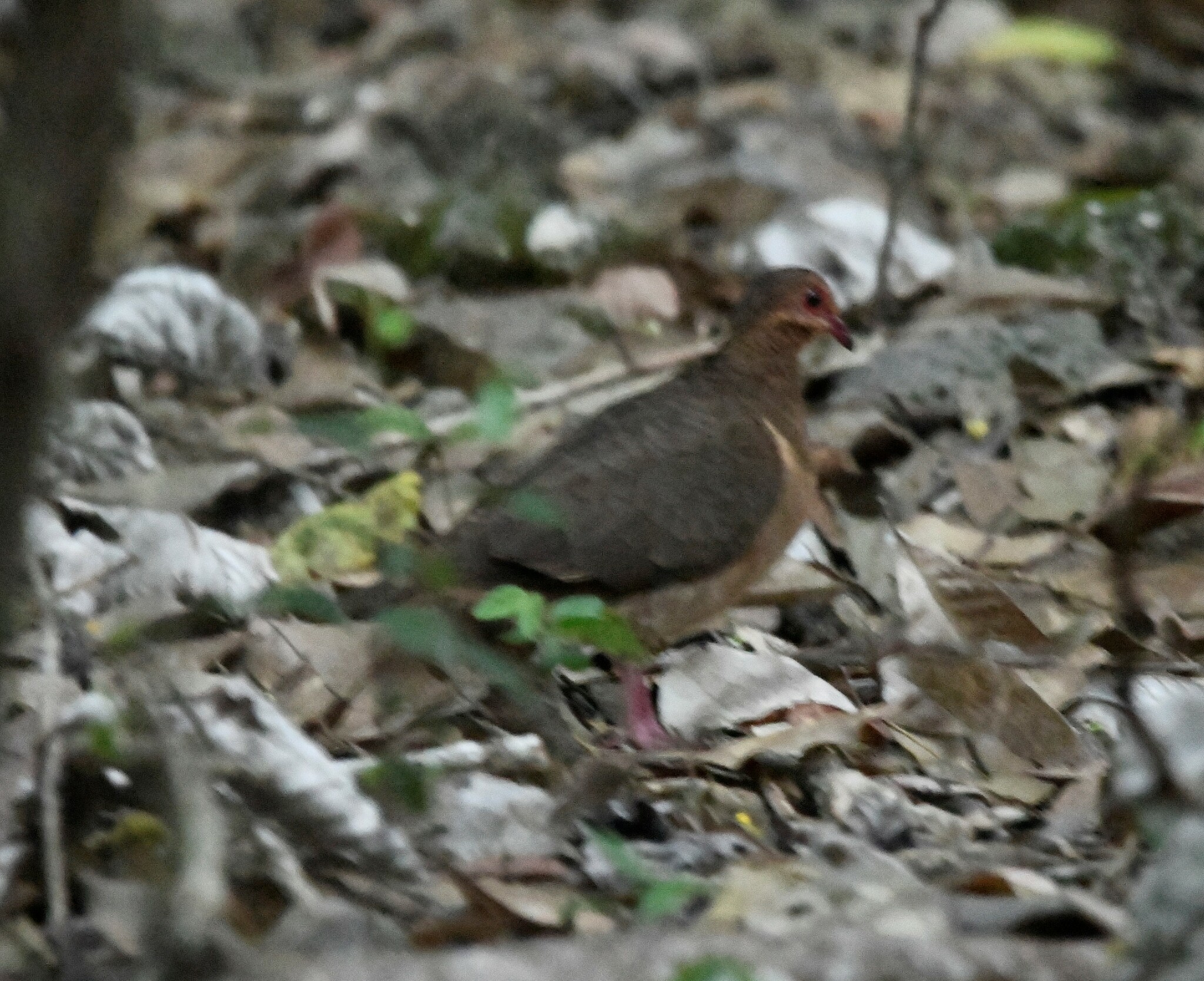 Key West Quail-Dove (Geotrygon chrysia), photo 8