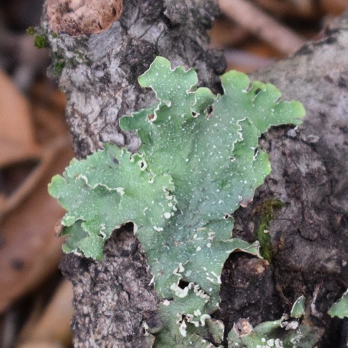 Speckled Greenshield
