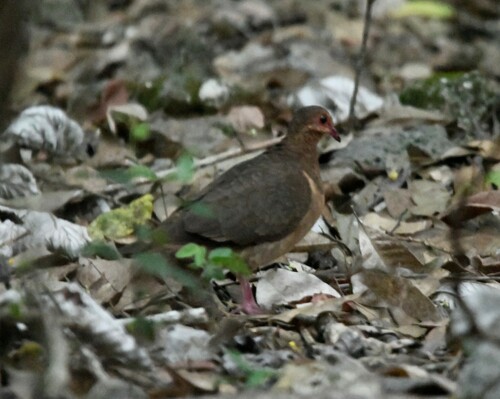 Key West Quail-Dove (Geotrygon chrysia), photo 7