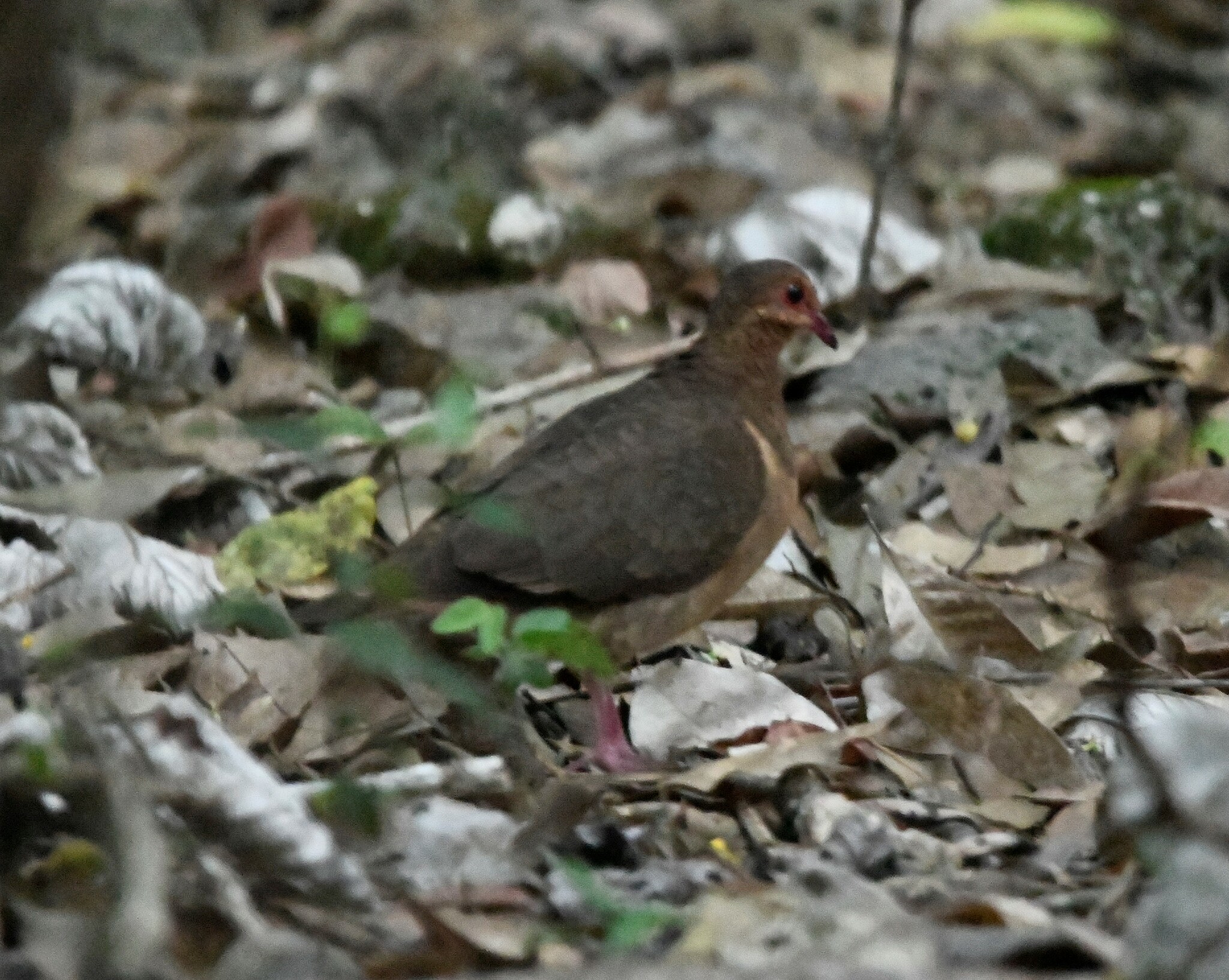 Key West Quail-Dove (Geotrygon chrysia), photo 7