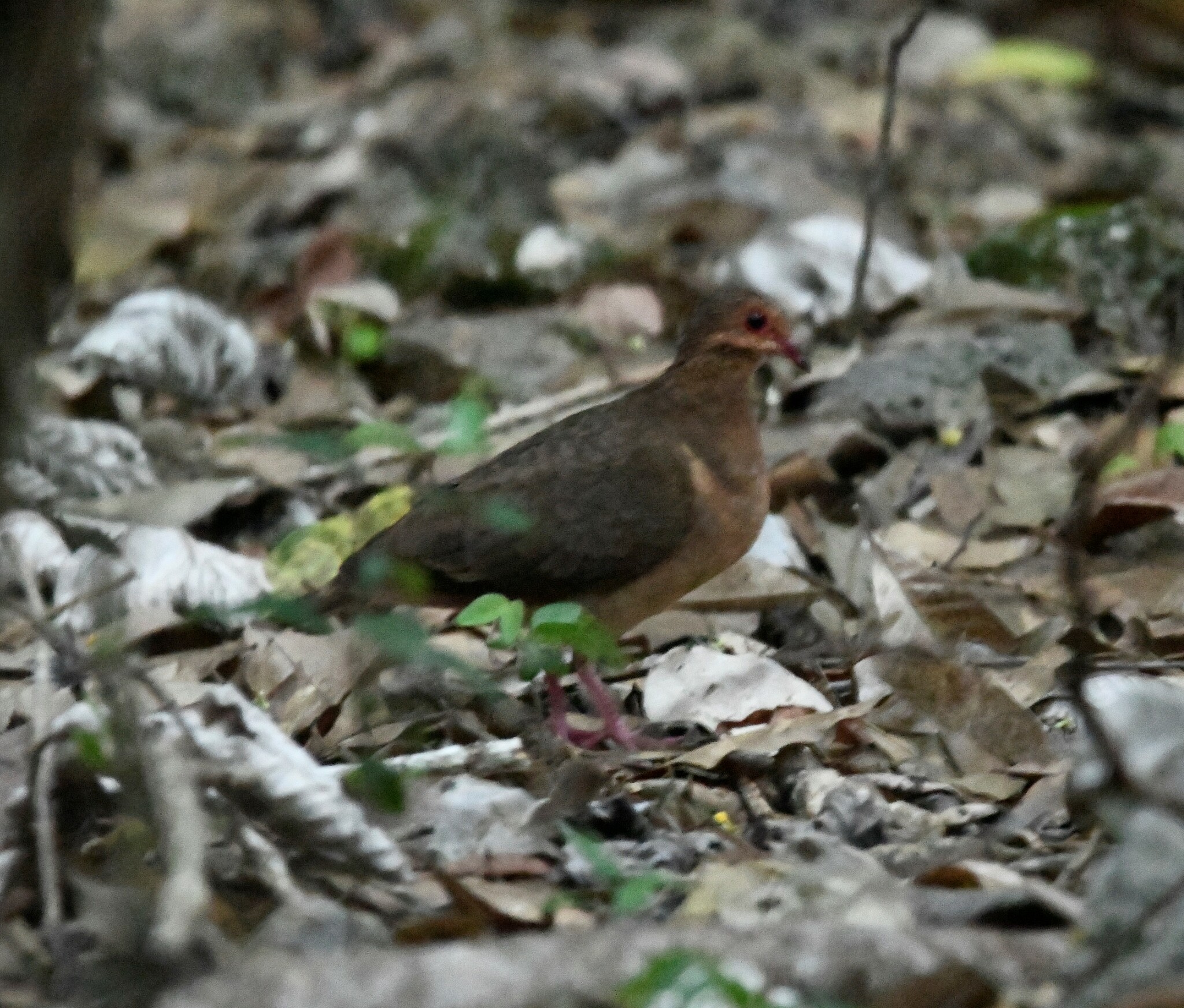 Key West Quail-Dove (Geotrygon chrysia), photo 6