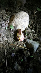 Dendropsophus bifurcus