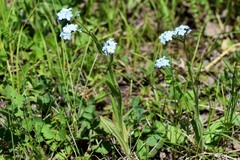 Myosotis imitata