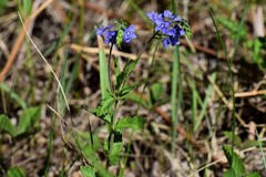 Veronica krylovii