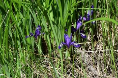 Iris ruthenica