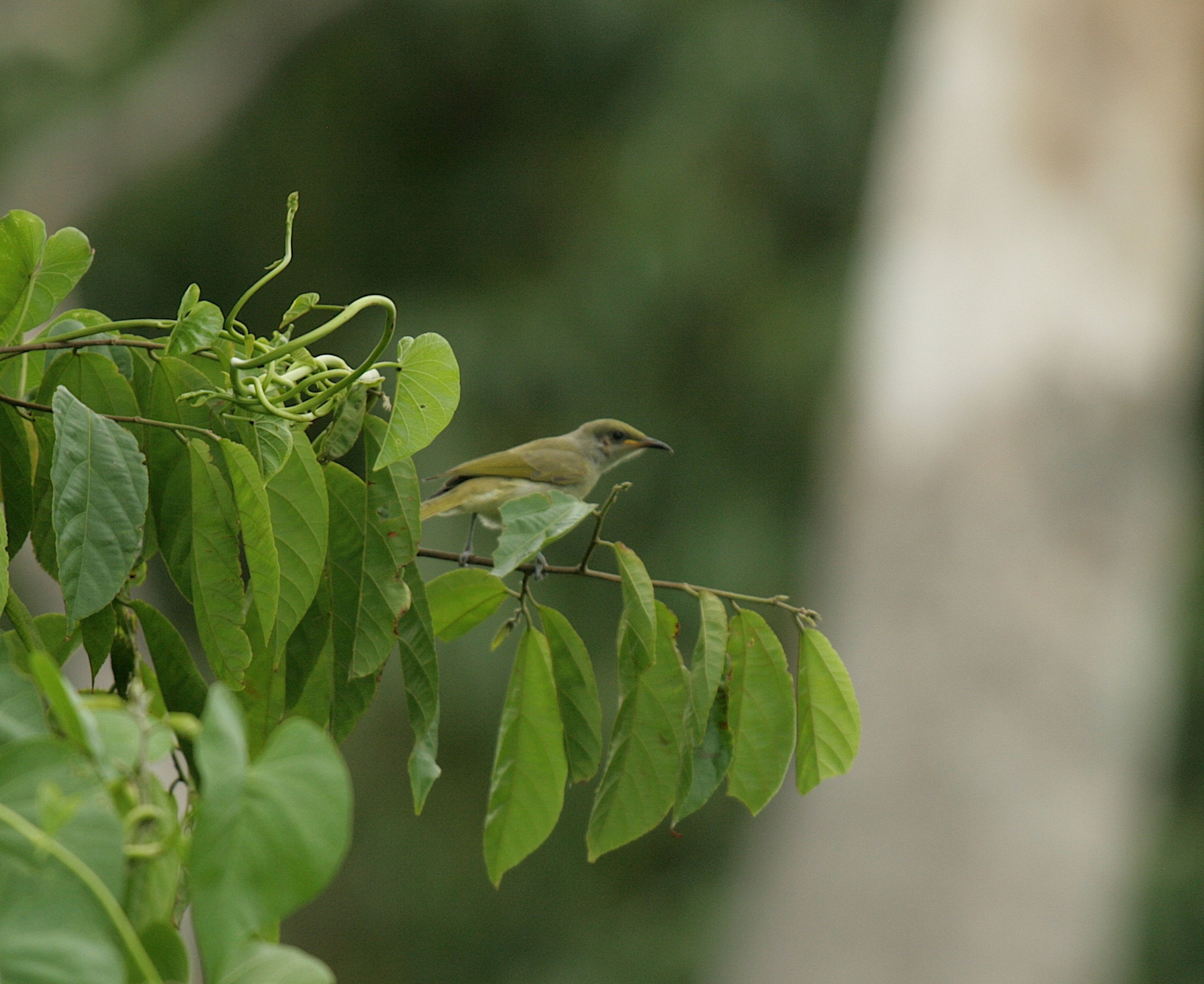 Olive Honeyeater illustration