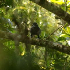 Corvus unicolor