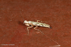 Amorphoscelidae