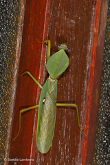 Rhombodera