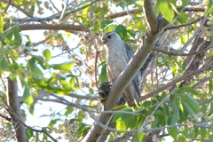 Falco columbarius pallidus