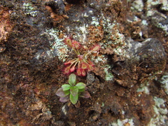 Drosera communis