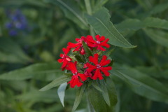 Silene chalcedonica
