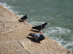 Columba livia domestica