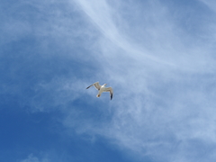 Larus fuscus